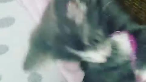 Rescue Kitten Tryion playing