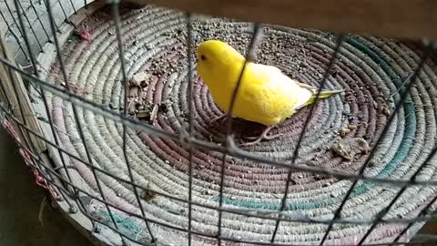 Have you ever seen this? Beautiful bird