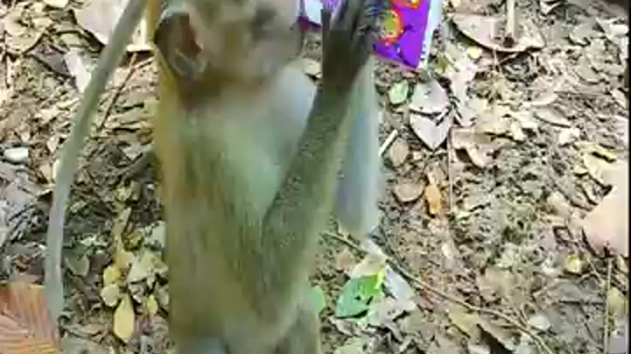 FUNNY MONKEY DRINKING MILK !!!!