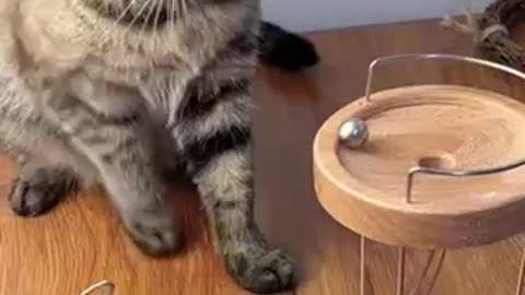 Cat play time