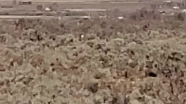 Deer point therbot cannon at me