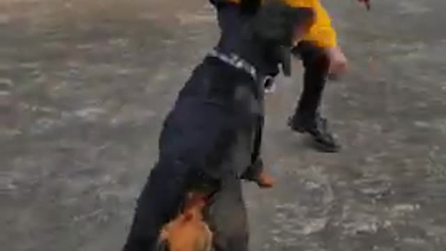 Full_Friendly_Rottweiler_Dog_is_playing_with_9_year_Old_boy_,short_video