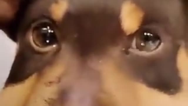 Perro es picado por una abeja