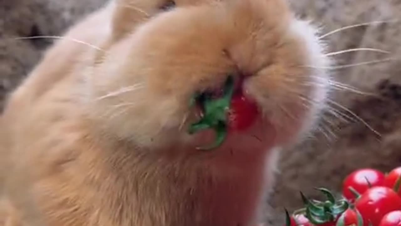 The little bunny eating tomatoes, with its mouth all stained red.