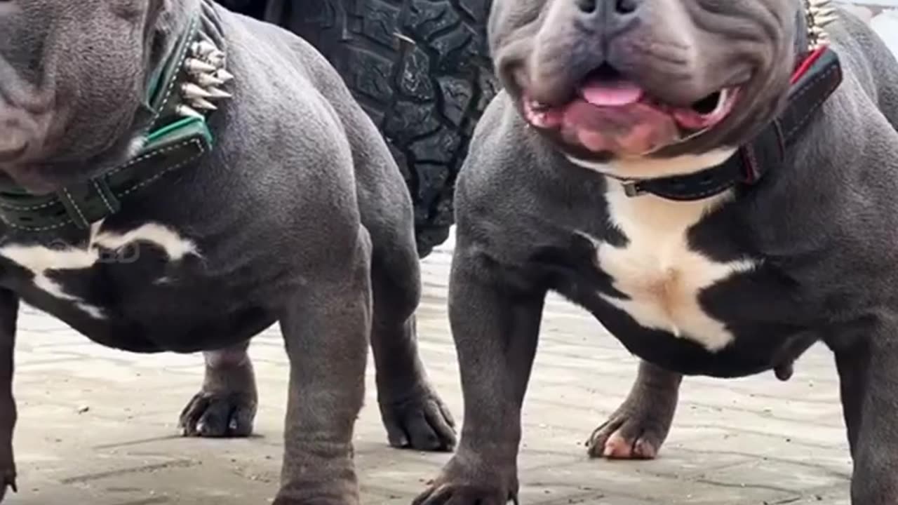 6 most deadliest and dangerous dog breeds in the earth