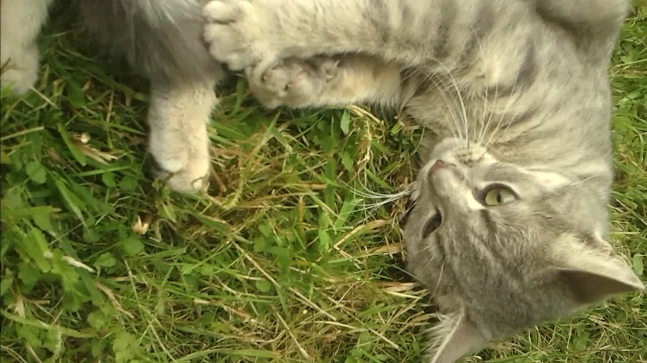 Sweet Cat bites and cleans its tail in the garden