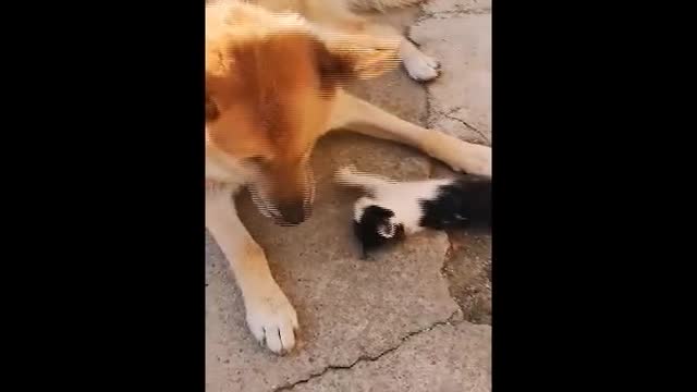 Happy elderly dog ​​with best friend kitten