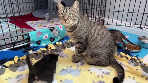 Mama Cat Reunited with Kittens After Weeks Apart