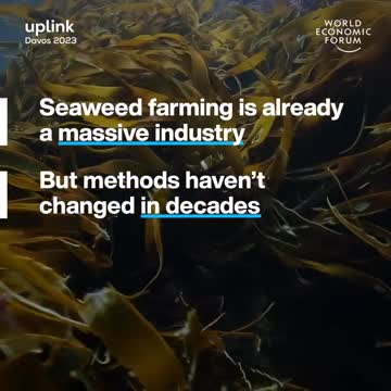 Seafarming can be turned into feed, fuel and fertilizer. Agriculture solutions.#savetheworld