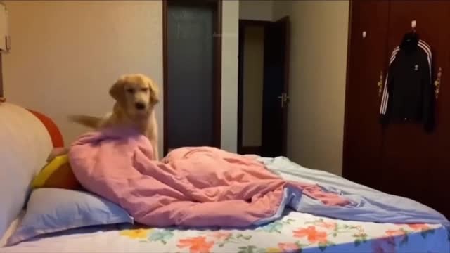 Cute Dog and Cat Video l Cute dogs video l Hide and seek videos