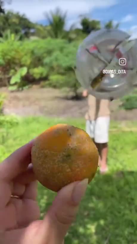 Crafting a fruit harvester from a plastic bottle