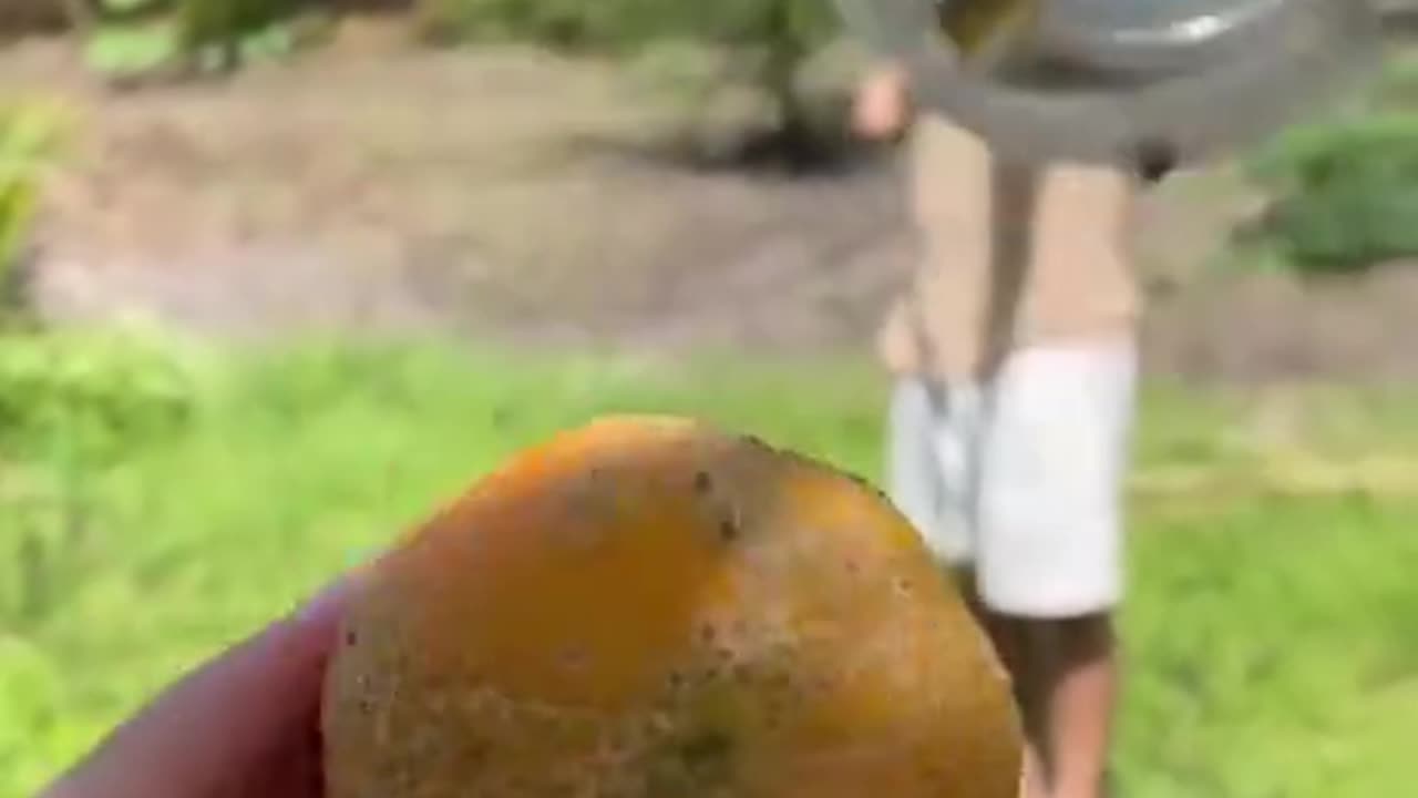 Crafting a fruit harvester from a plastic bottle