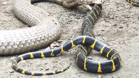 FEEDING MY KING COBRAS RANTAI MAKANAN