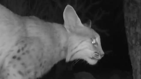 Overnight at the water bowl