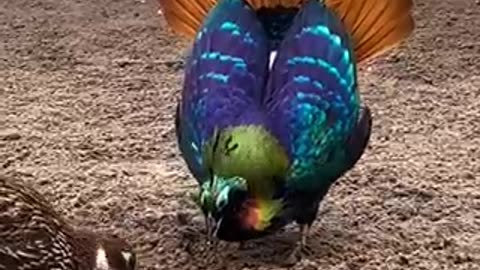 Beautiful bird