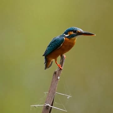 Viral animal videos pet videos Funny videos pet videos