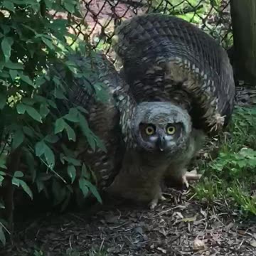 Great Horned owls Warning