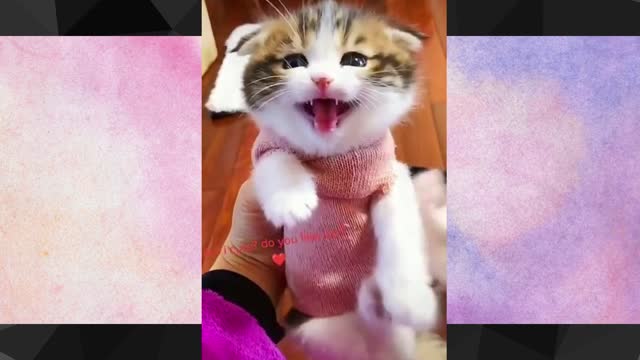 Cat cute video you will love to see