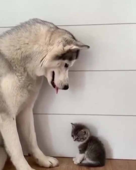Husky and cat