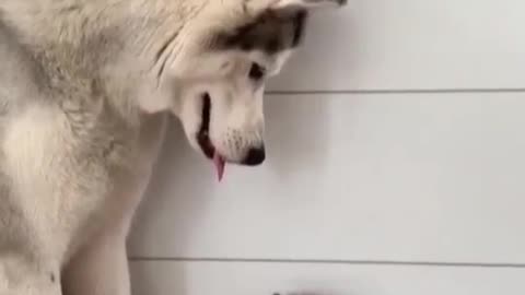 Husky and cat