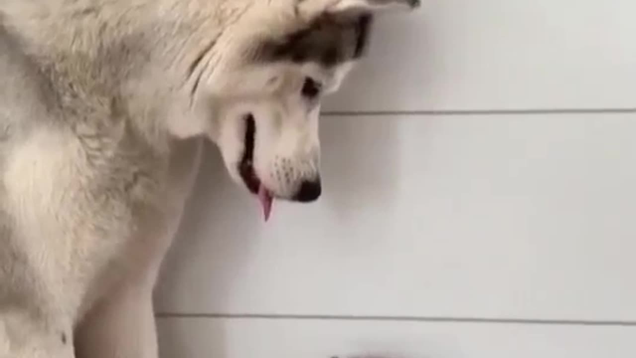 Husky and cat