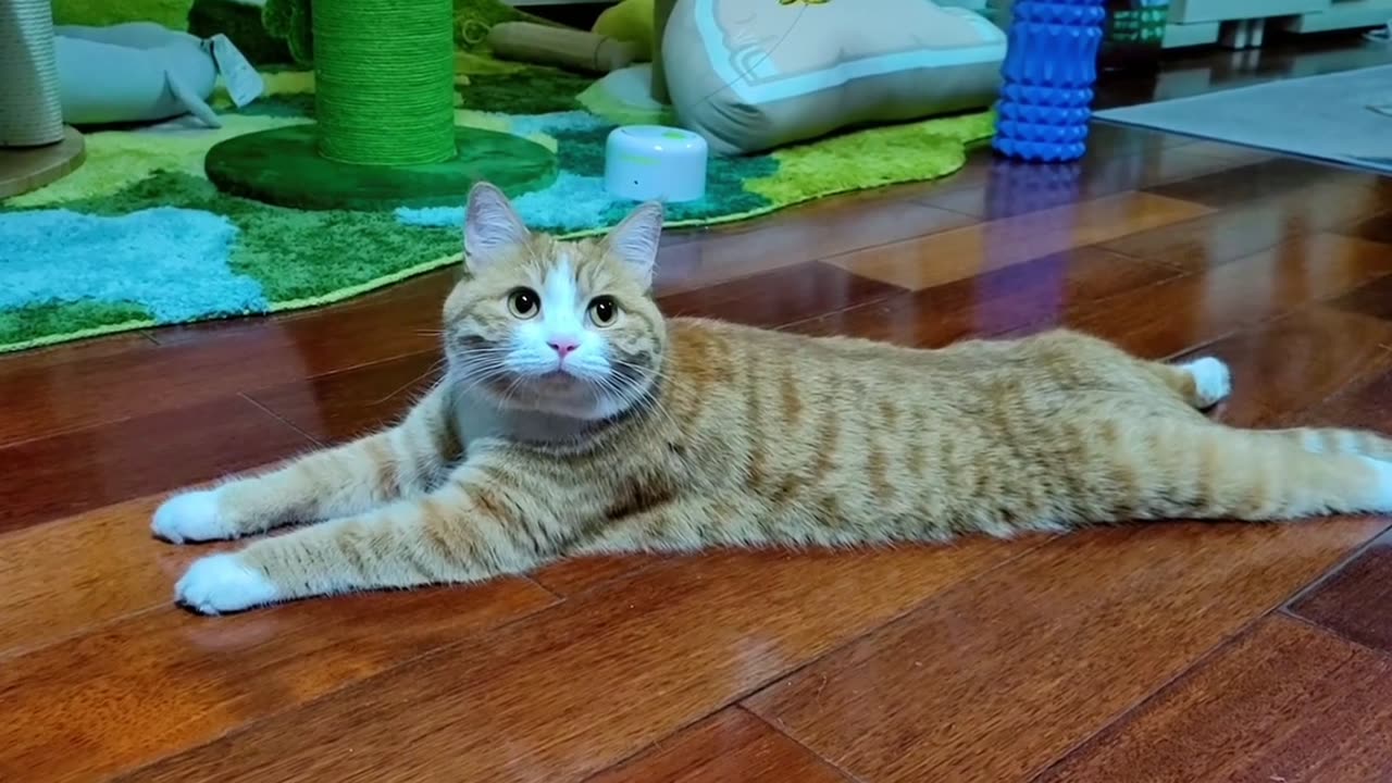 Lazy little orange cat