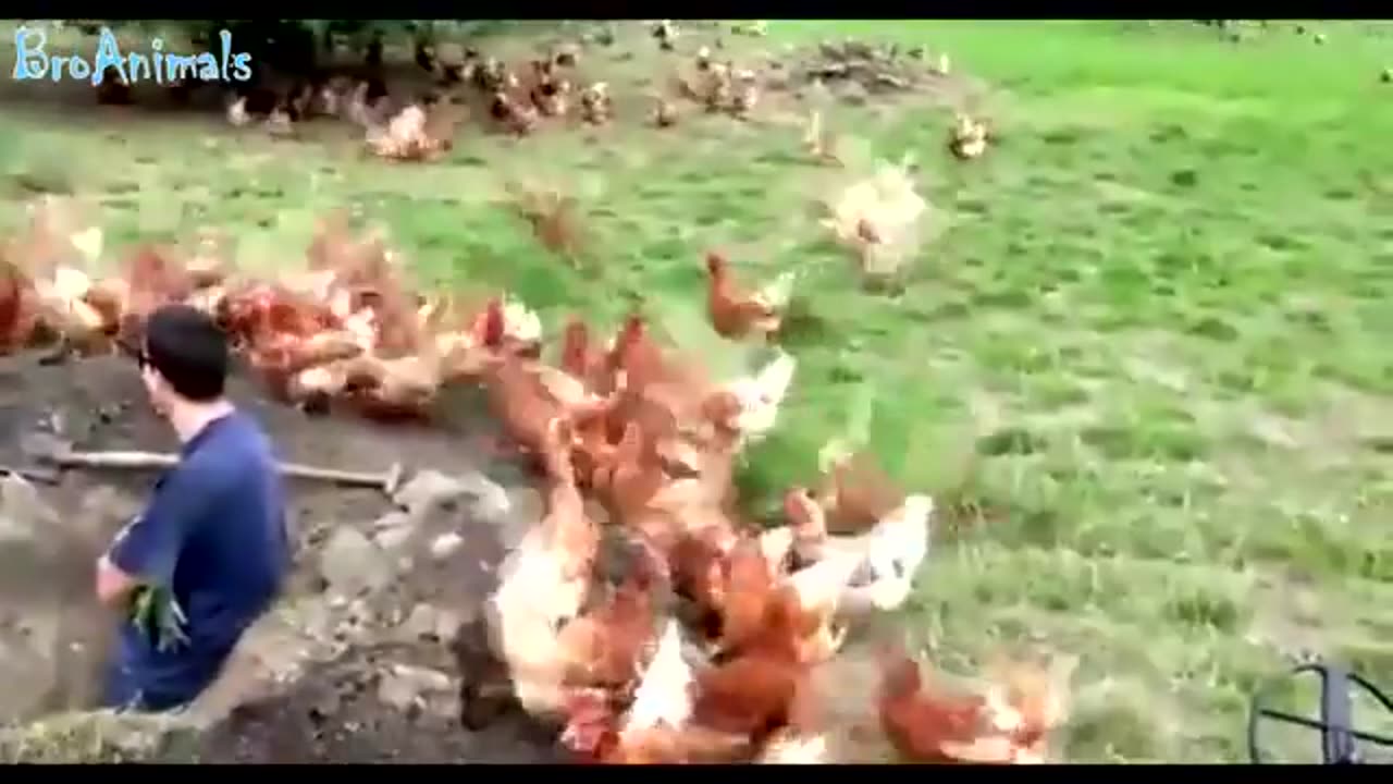 Funny Videos 164
