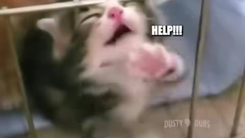 Some funny voiceovers of cats 😂