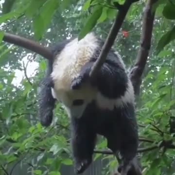 Panda In A Tree Video (Ramen At Our House)