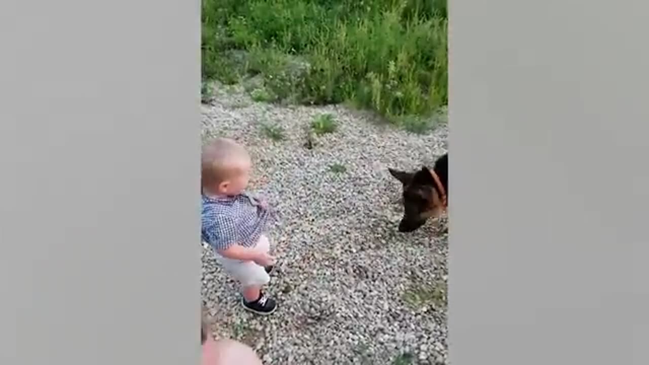 Funny babies and pets