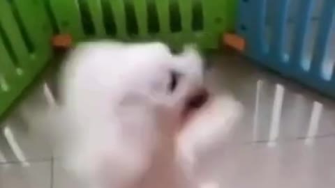 This dog knows how to dance | FUNNY