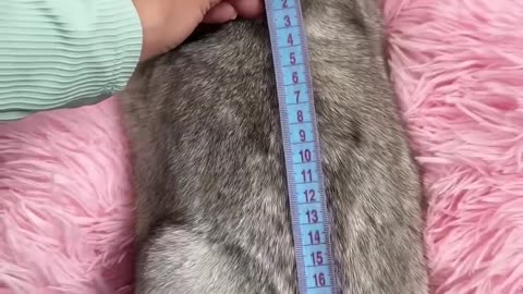 Cat 🐈 full steps act short video