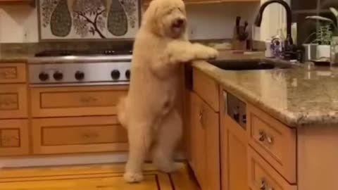 Funny animals - Funny cats / dogs - Funny animal videos