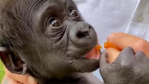 Cute Gorilla baby 👈