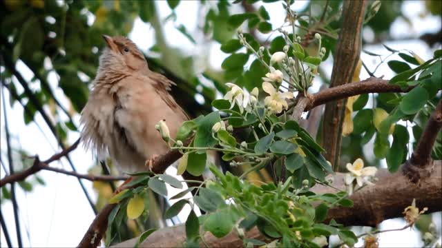 Closeup of a cute bird