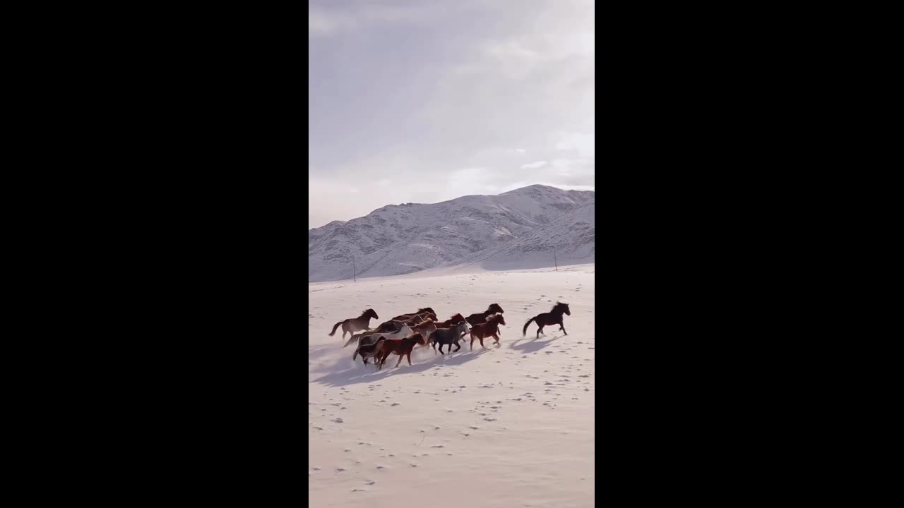 Horses running competition for animals