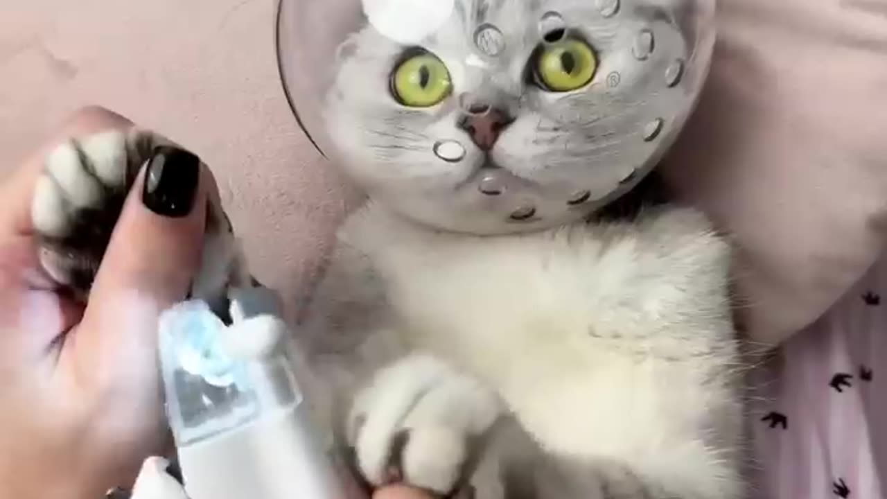 How to trim cat claws😊