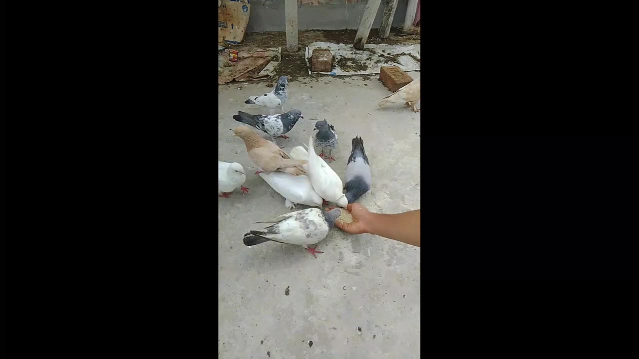 🕊️🕊️🕊️🕊️🕊️