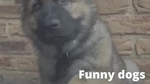 Funny animal