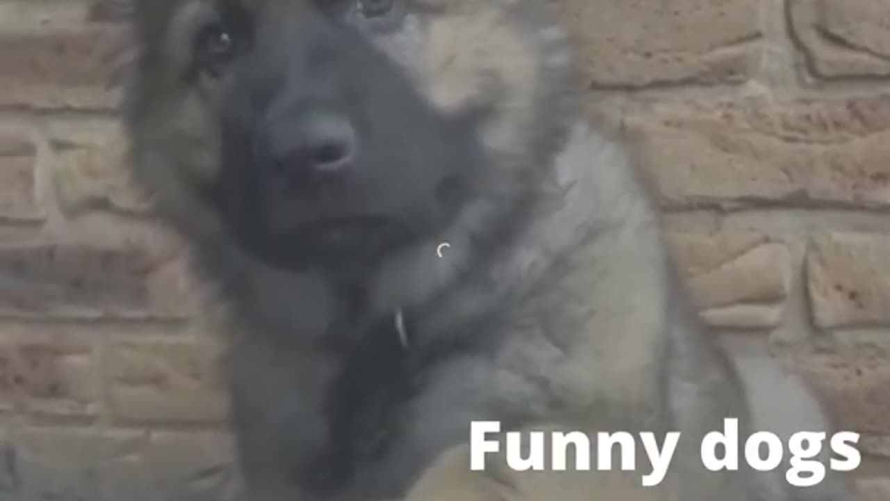 Funny animal
