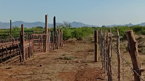 SALUTE TO @pbeavr - Peaceful and Steady ASMR Arizona Desert Morning Nature Sounds