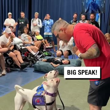 Deaf Dogs Understand Sign Language
