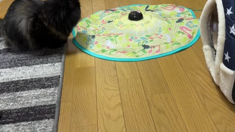 Watch This Playful Cat Have a Blast with New Toys!