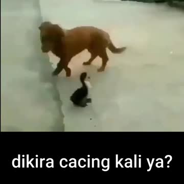 Dog and duck funny