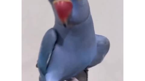 Parrot saying "i love you" full innocent moment 🦜