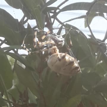 Spider Argiope bruennichi