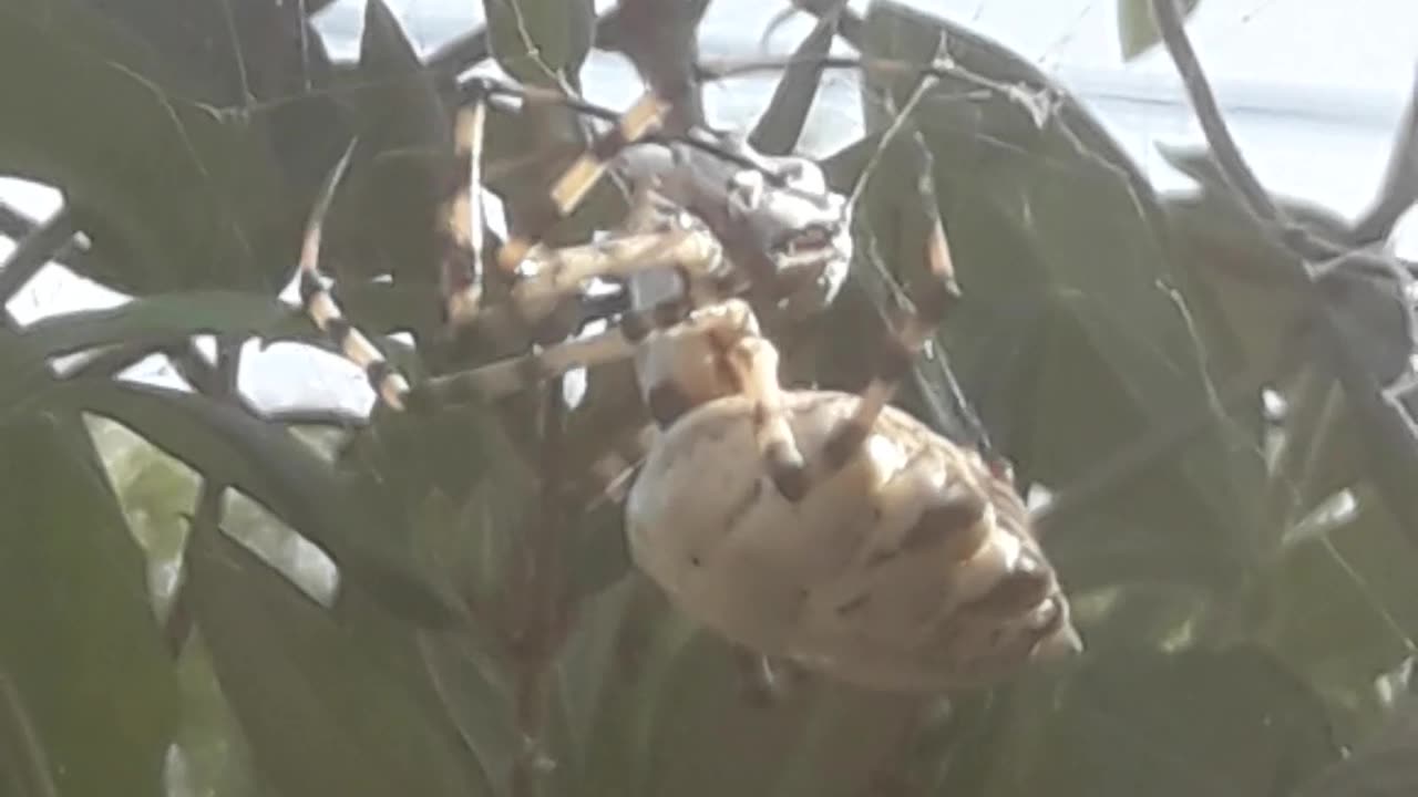 Spider Argiope bruennichi