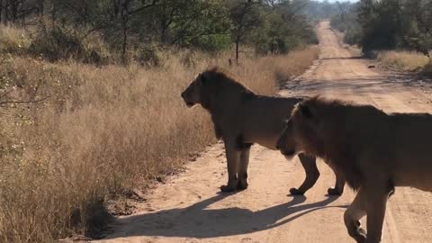 Gaze at the lion in the distance