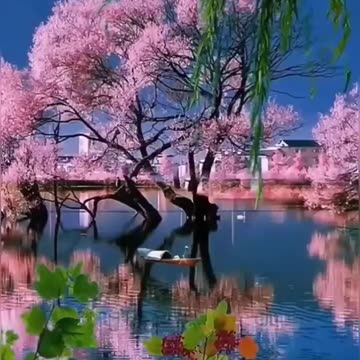 Beautiful nature and Bird