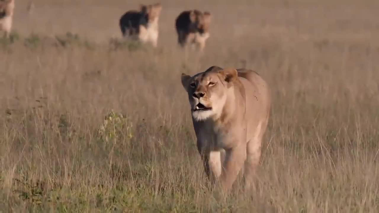 A fierce beast3